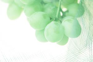 青山で見つける理想のパートナー！結婚相談所活用法と成功事例の全貌